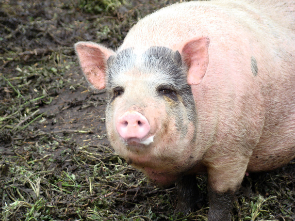 Varken achter het hek op zoek naar voedsel weergave van de varkens boerderij - Foto, afbeelding