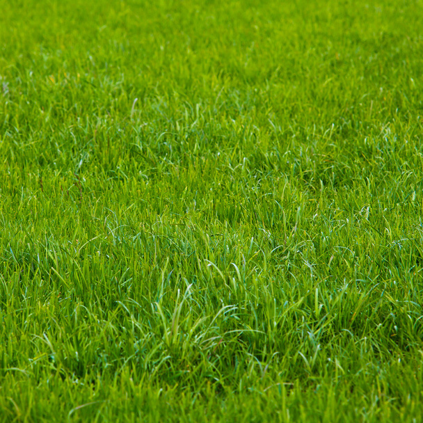 Fondo de una hierba verde
 - Foto, Imagen