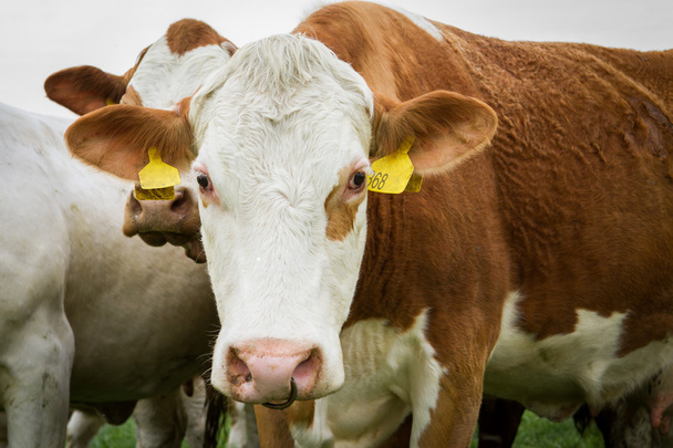 Vacas lecheras en pastos
 - Foto, Imagen