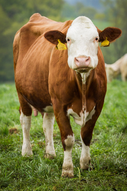 tejelő tehenek legelőn - Fotó, kép