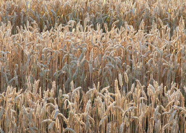 Detalhe do campo de trigo iluminado
 - Foto, Imagem
