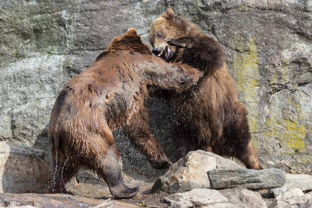 Fighting Grizzlies - Fotó, kép