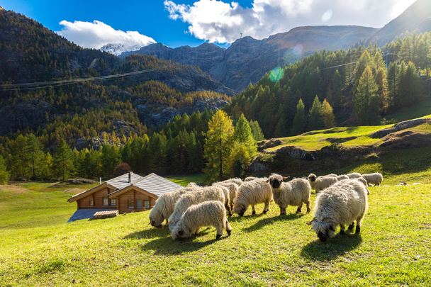 Valais blacknose sheep in  Alps - Valokuva, kuva