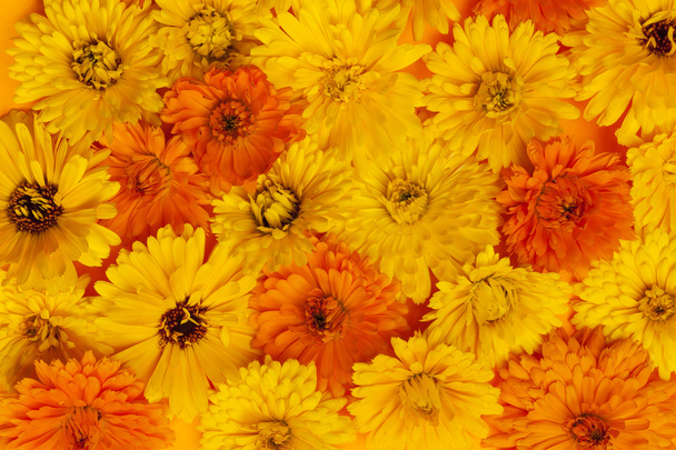 Calendula flowers background - Фото, изображение