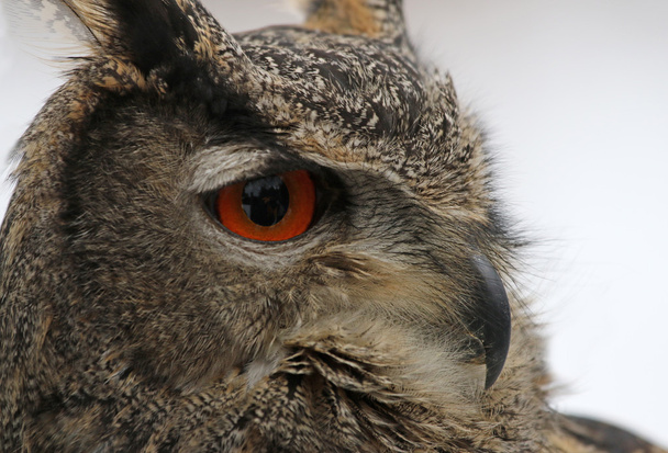 Eurasian Eagle Owl Profile - Zdjęcie, obraz