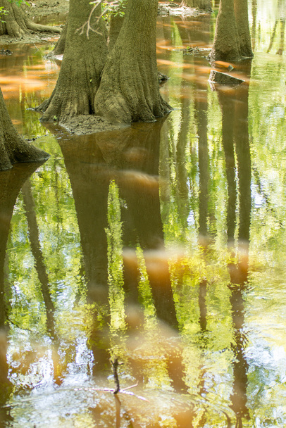 кипарисы и болота национального парка Конгари в Южной Каро
 - Фото, изображение
