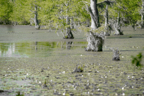 sypressimetsä ja Congareen kansallispuiston suo Etelä-Carossa
 - Valokuva, kuva