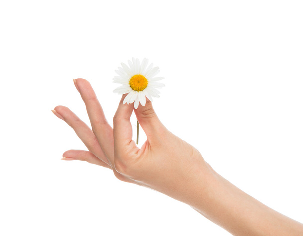 Beautiful woman french manicured hand with fresh camomile daisy  - 写真・画像