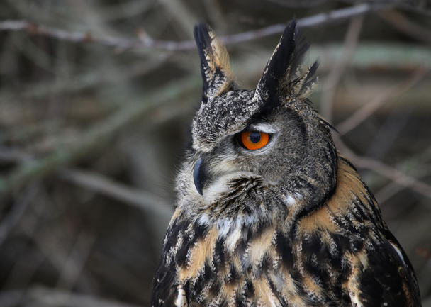 Eurasian Eagle Owl Sideview - Photo, Image