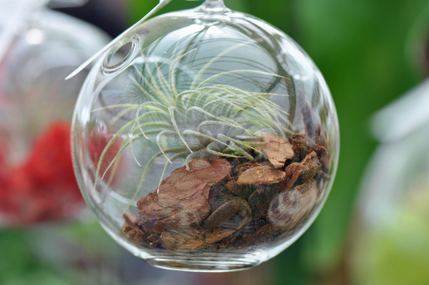 Terrario de esfera de vidrio
 - Foto, Imagen