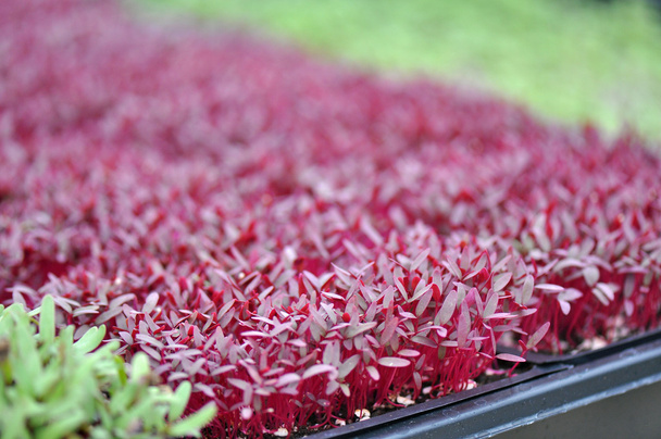Microgreen βότανα - Φωτογραφία, εικόνα