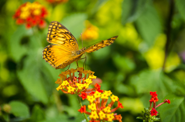 Butterfly on the flower in the sunny summer day. - Photo, Image