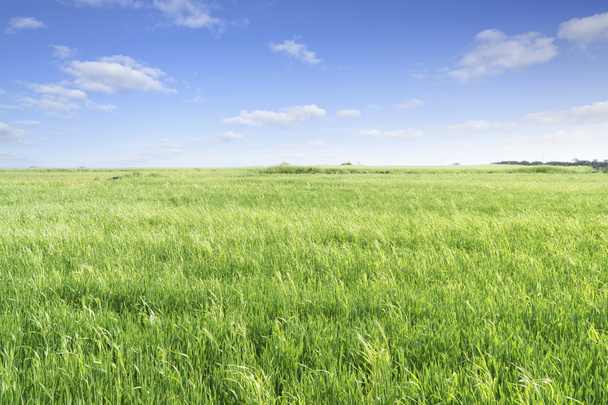 Landscape of green barley field and horizon - Photo, Image