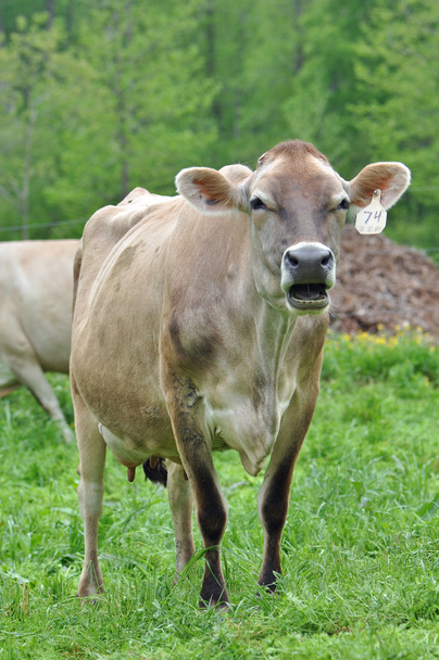 Mléčné krávy - Fotografie, Obrázek
