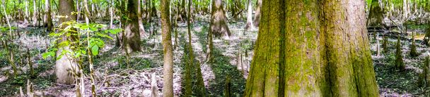 サイプレスの森と沼のコンガリー国立公園サウス カロ - 写真・画像