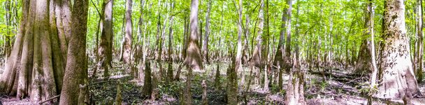 サイプレスの森と沼のコンガリー国立公園サウス カロ - 写真・画像