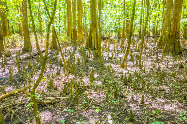 bosque de cipreses y pantano del Parque Nacional Congaree en South Caro
 - Foto, Imagen