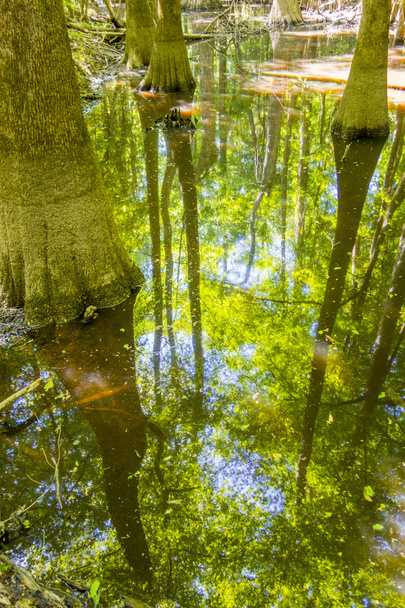Cypress erdei és mocsárban Congaree Nemzeti Park déli Caro - Fotó, kép