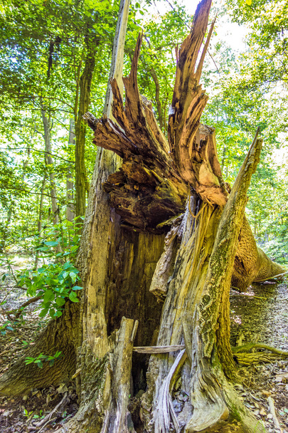 Cypress erdei és mocsárban Congaree Nemzeti Park déli Caro - Fotó, kép