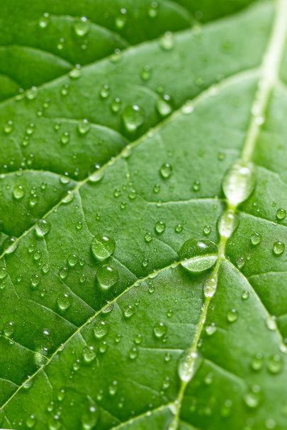 Green leaf with water drops. Selective focus - Φωτογραφία, εικόνα