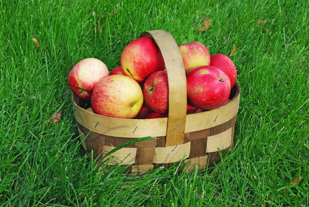 Apple basket on grass - Fotoğraf, Görsel