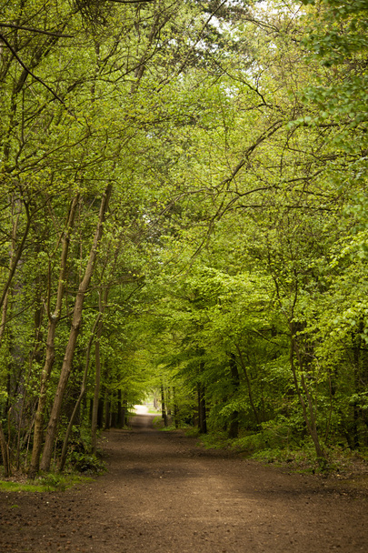 A Walk Through The Trees - Fotoğraf, Görsel