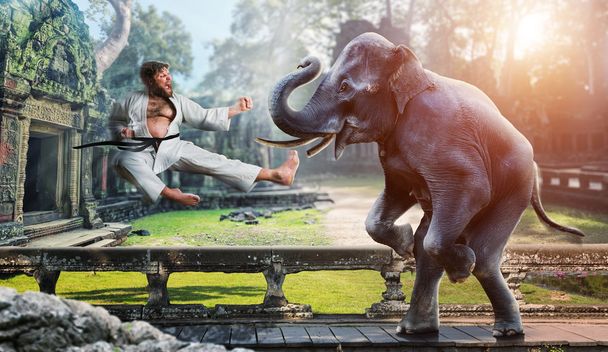Karateka se bat avec l'éléphant
 - Photo, image