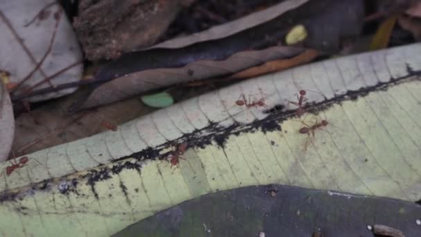 Punaisten muurahaisten siirtokunta kiertää maata lähietäisyydeltä - Materiaali, video