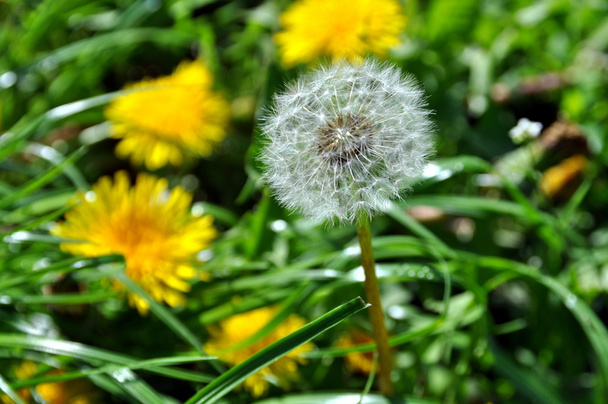 dandelions on a background of green grass - Photo, Image