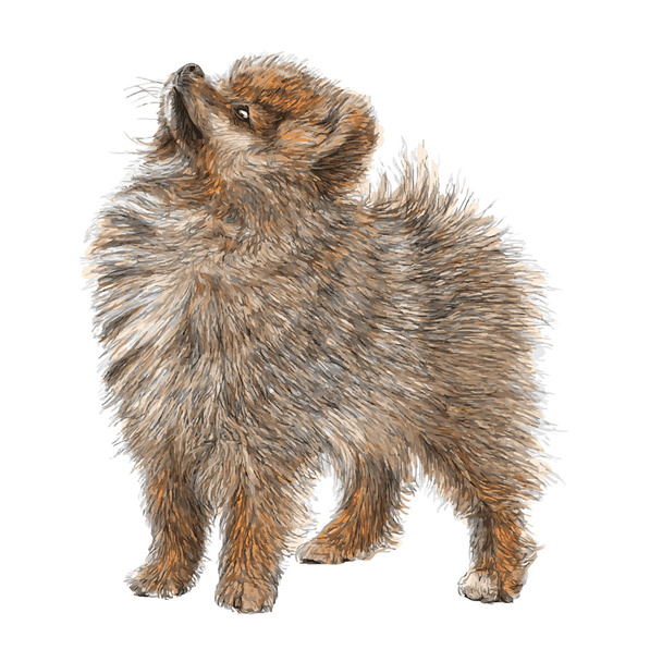 Pomeranian elle çizilmiş - Vektör, Görsel