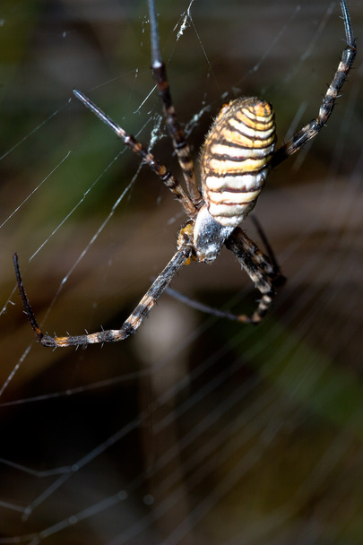 Araña, Argiope bruennichi
 - Foto, Imagen