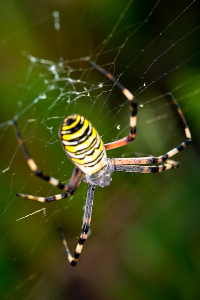 αράχνη, Αργιόπη - Φωτογραφία, εικόνα