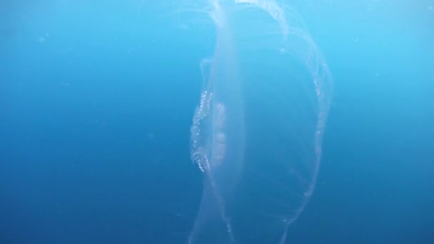 Gran agregación de medusas lunares
 - Metraje, vídeo