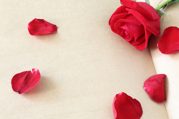 Rote Rose Blume auf leerer Papierseite zur Gestaltung - Foto, Bild