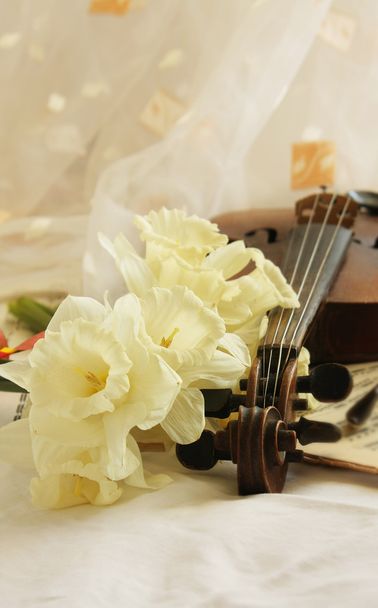 美しいバイオリン - 写真・画像