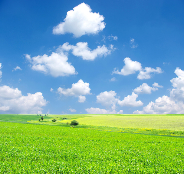 veld en witte wolken - Foto, afbeelding