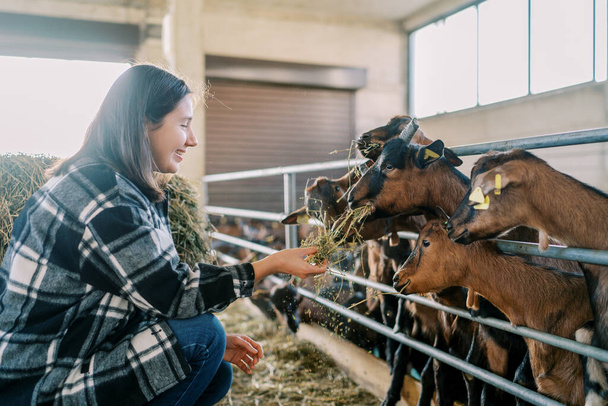 Usmívající se farmářka krmící seno hnědými kozami v ohradě na farmě. Kvalitní fotografie - Fotografie, Obrázek