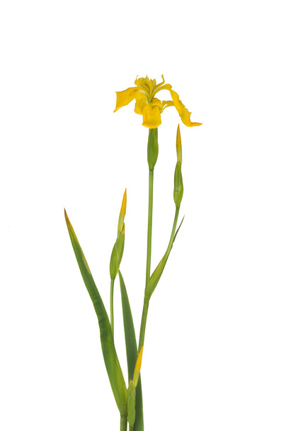 Iris amarillo
 - Foto, imagen
