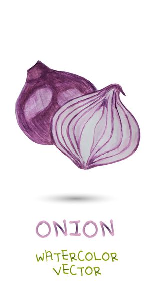 Watercolor Onion on white - Vector, Image