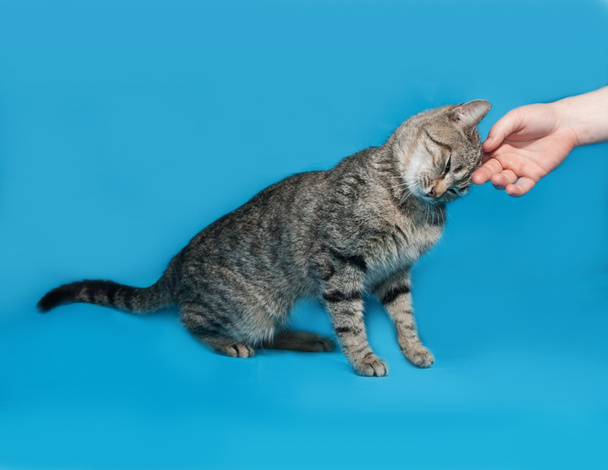 Gray striped cat fondled hand on blue  - Fotó, kép
