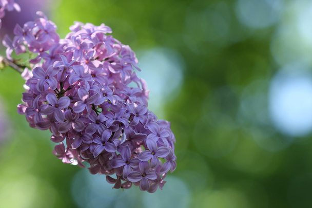 Квітка Сирінга в парку в сонячний день в травні
  - Фото, зображення