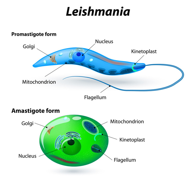Leishmanian rakenne
 - Vektori, kuva