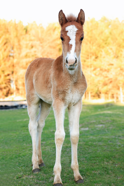 A Colt With Sprawling Legs - Photo, Image