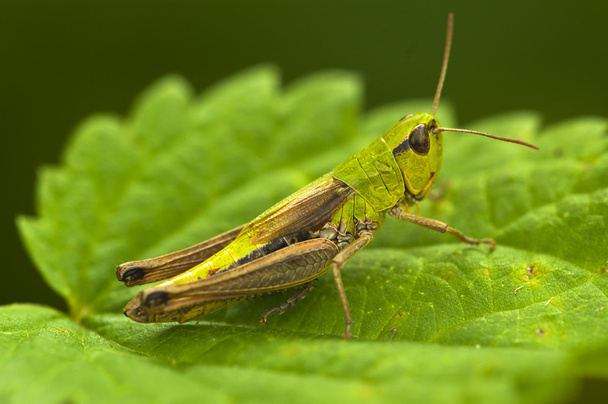 Grasshopper - Photo, Image