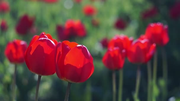tulipanes rojos en el jardín de primavera - Imágenes, Vídeo