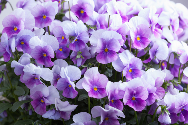 Fleurs violettes fond
 - Photo, image