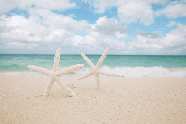 белые звезды на пляже с белым песком
, - Фото, изображение