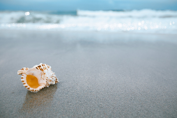 Nautilus shell with sea wave - Photo, image