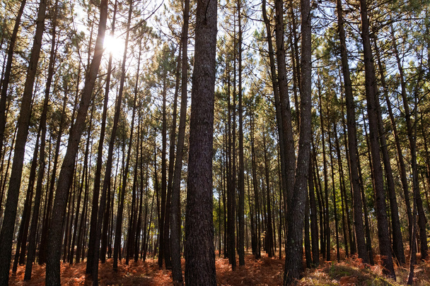 Foresta di pino sotto il sole
 - Foto, immagini