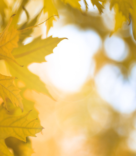 листя осень
 - Фото, зображення